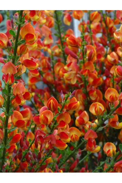 Саджанець рокитника Лена